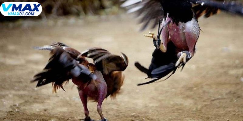 Điểm nổi bật tại đá gà Vmax