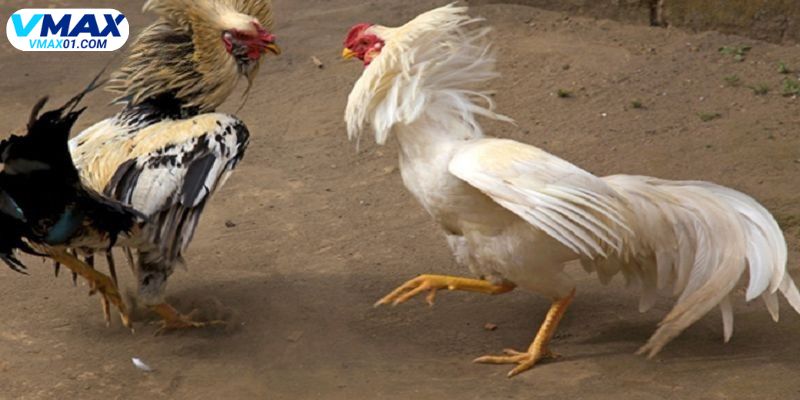 Tổng quan về đá gà trực tiếp SV388