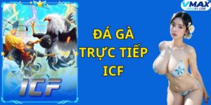 Đá gà trực tiếp ICF tại Vmax