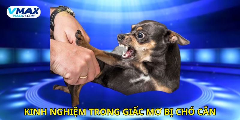 Kinh nghiệm chọn số trong giấc mơ bị chó cắn