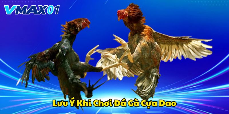 Những lưu ý quan trọng khi chơi đá gà cựa dao